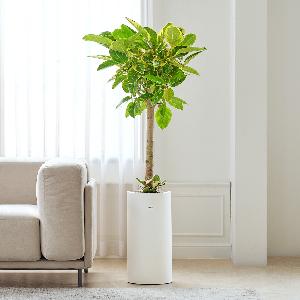 Bengal Rubber Tree Classic No.1 item image