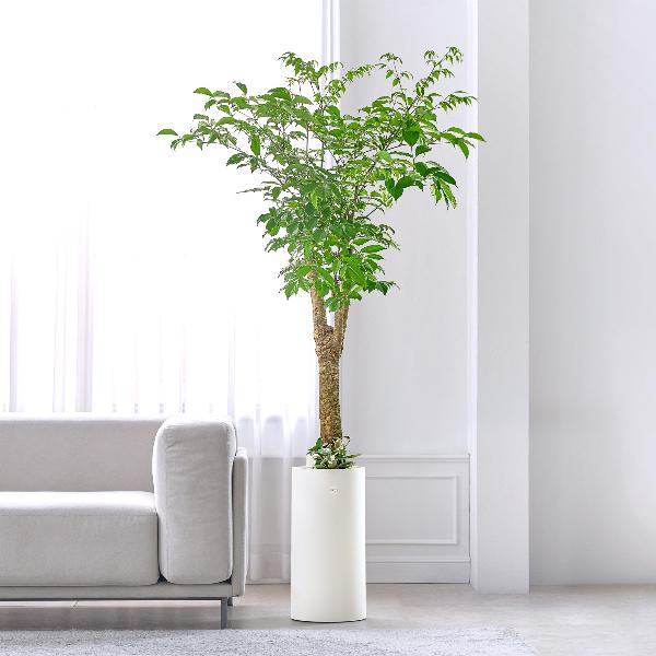 ハッピーツリー クラシック1号 item image