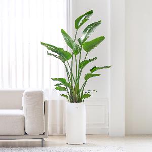 Bird of Paradise Classic item image