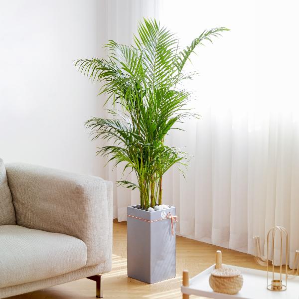 アレカヤシ モダンライン item image