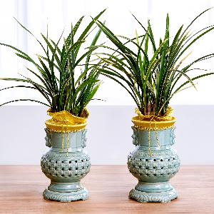 No Worries Orchid_West item image