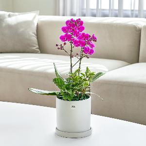 Mancheong Classic No.1 product image