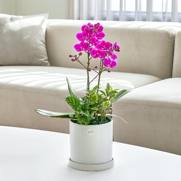 マンチョンホン クラシック1号 item image