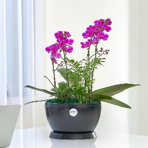 Mancheong Classic Black No.2 item image