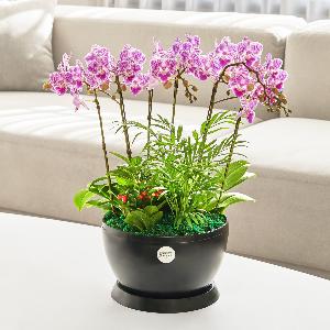 Light Pink Phalaenopsis Classic Black No.2 item image