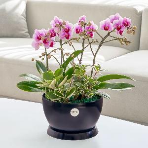 Light Pink Phalaenopsis Classic Black item image