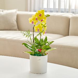 Sunset Classic No.1 item image