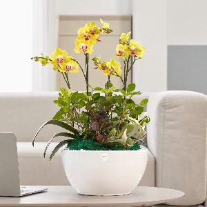 Sunset Classic No.2 item image