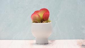 Grow By Gifting Assorted Small Succulent Gift item image