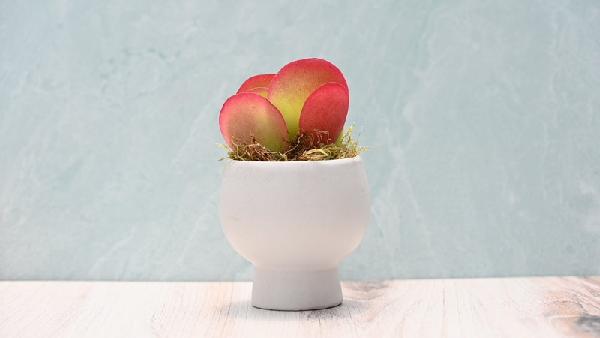 Grow By Gifting Assorted Small Succulent Gift item image