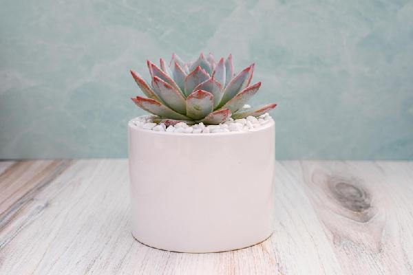 Single Succulent in Potter- Echeveria Blue Bird item image