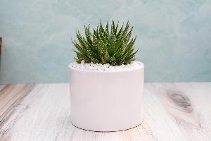 Single Succulent in Potter- Aloe Aristata item image
