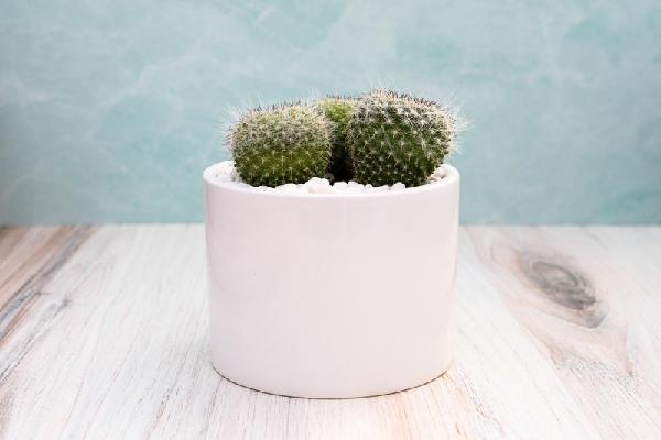 Single Succulent in Potter- Mammilaria Cactus item image