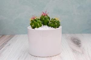 Single Succulent in Potter- Mexican Fire Barrel item image