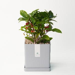 Gold Dust Croton (Ardisia) Modern Line item image