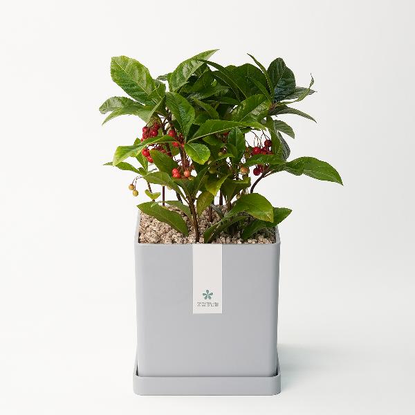 テンニャングム（ハクリャングム）モダンライン item image