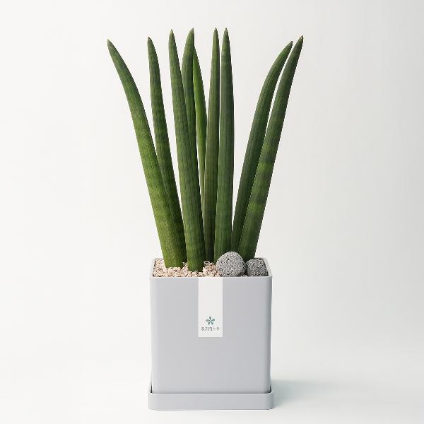 ストゥッキー モダンライン1号 item image