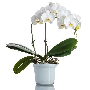 Serene White Orchid product image