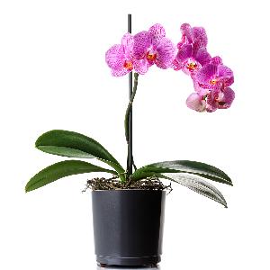 Pink Orchid Serenity item image