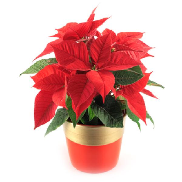 Poinsettia Plant product image