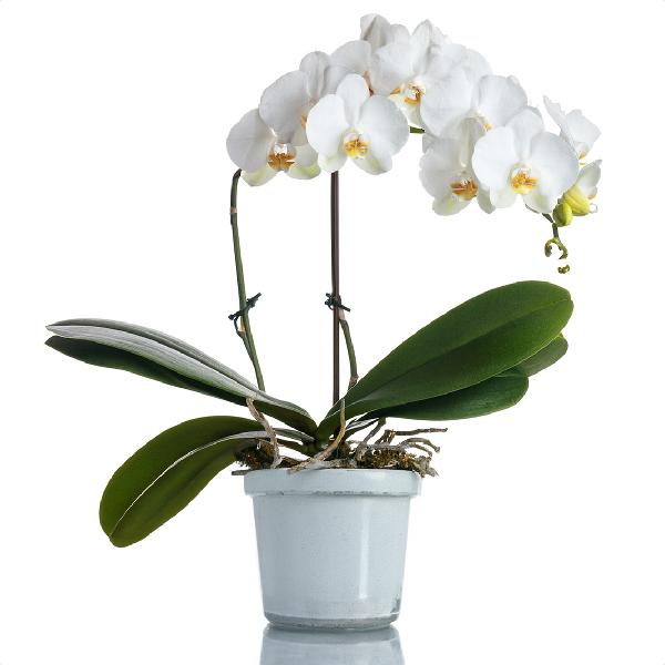 Serene White Orchid product image