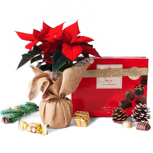 Poinsettia Plant and Holiday Chocolates product image