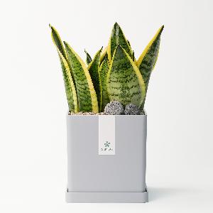 Sansevieria Modern Line No.1 item image