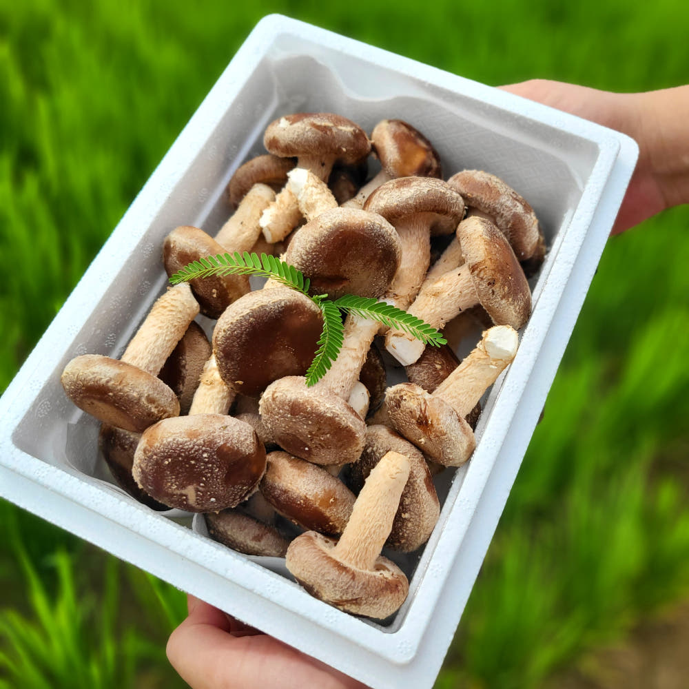 Fresh Mushrooms thumbnail image