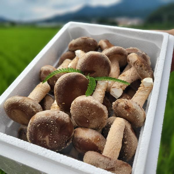 Bodam Premium Pine Mushroom Gift Set product image