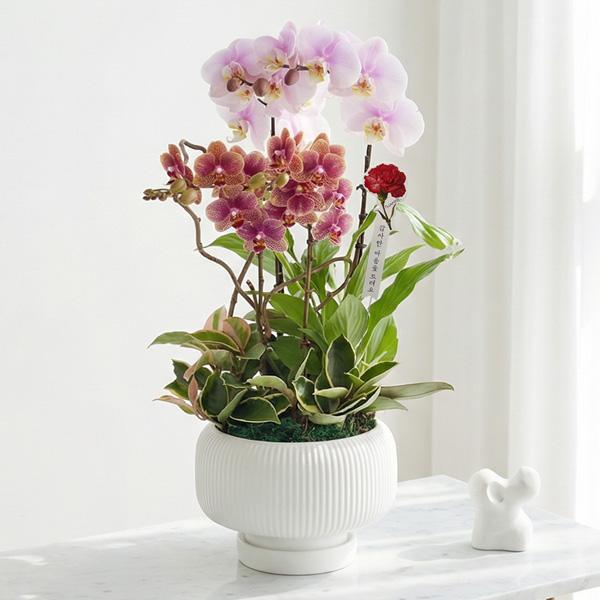 Mixed Phalaenopsis_Premium Pot E (Seoul ONLY) product image