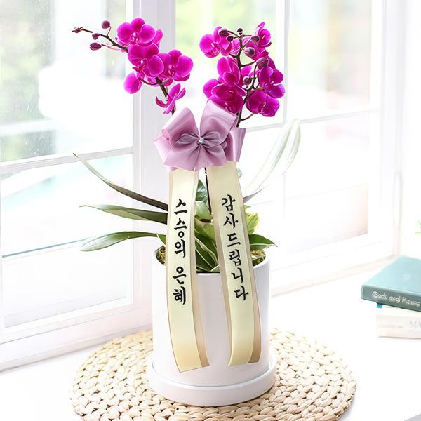 A Teacher’s Grace (Anthurium) product image