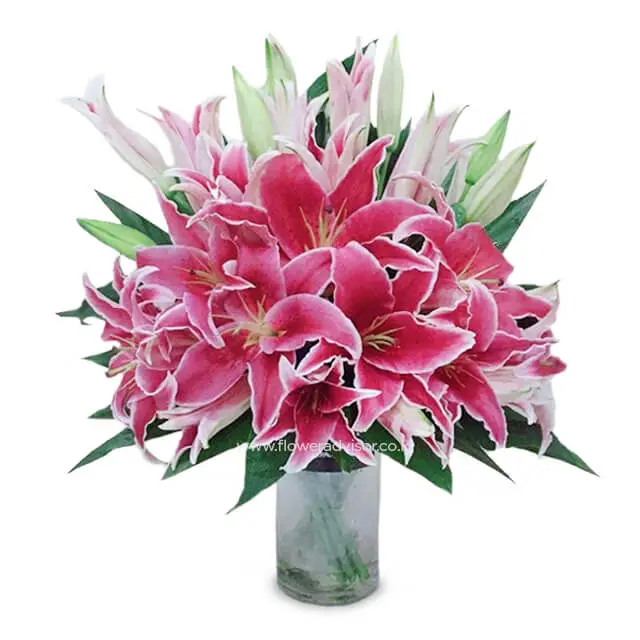 Pink Blush product image