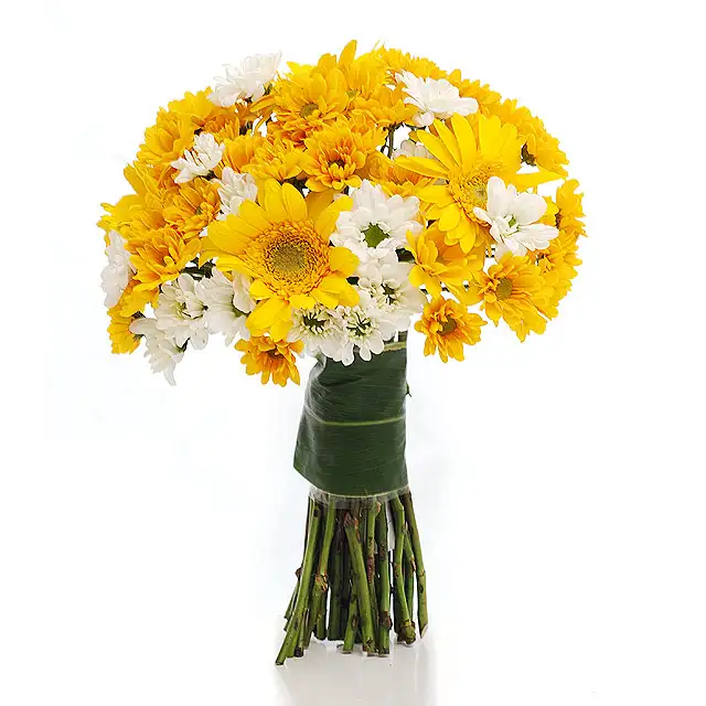 Sunlight Vista product image
