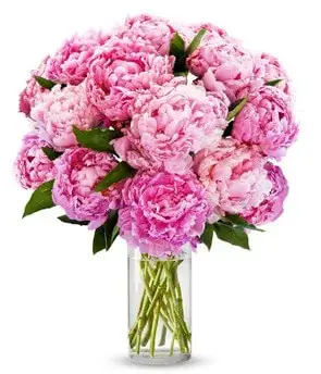 Pretty Pink Peonies product image