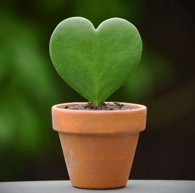 Plants thumbnail image