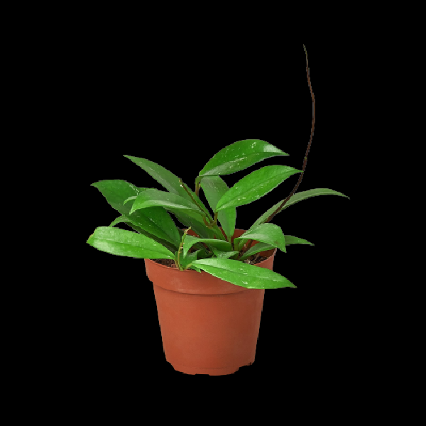 Hoya 'Publicalyx' - 4" Pot (Nursery Pot Only) item image