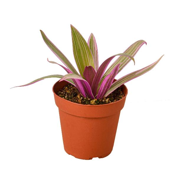 Oyster Plant 'Moses in the Cradle' item image