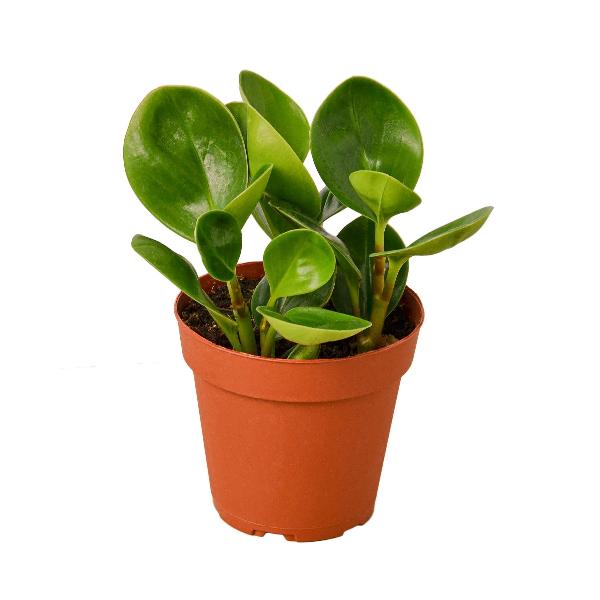 Peperomia Thailand - 4" Pot (Nursery Pot Only) item image