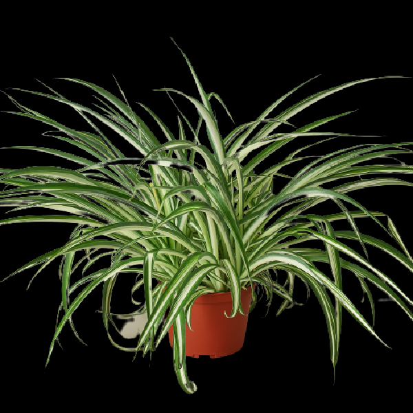 Spider Plant Reverse - 6" Pot (Nursery Pot Only) item image