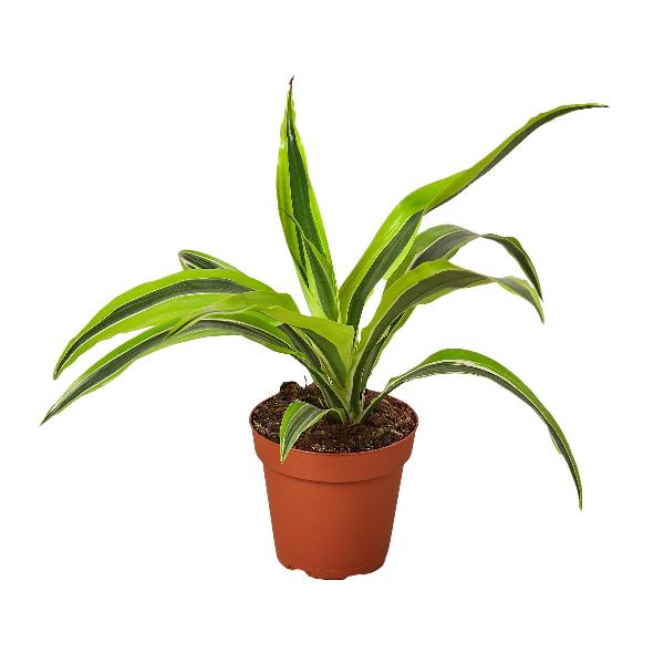 Dracaena Deremensis 'Lemon Lime' - 4" Pot item image