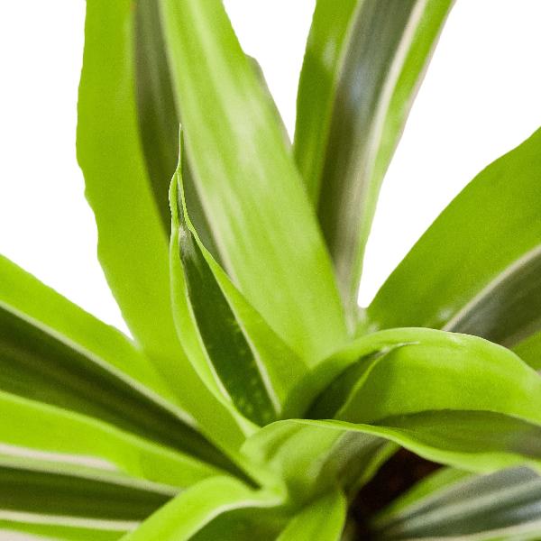 Dracaena Deremensis 'Lemon Lime' - 6" Pot item image