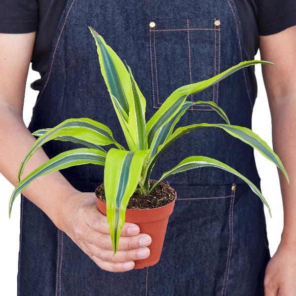 Dracaena Deremensis 'Lemon Lime' - 10" Pot item image