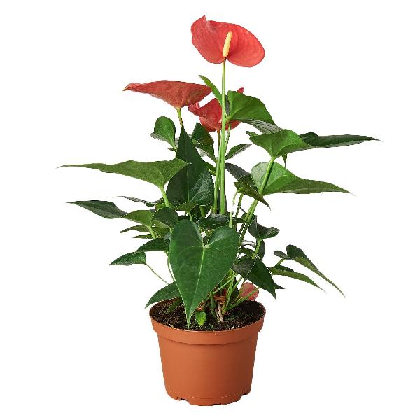 Anthurium 'Pink' - 6" Pot item image