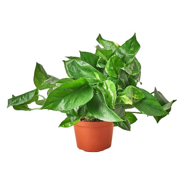 Golden Pothos - 6" Pot product image