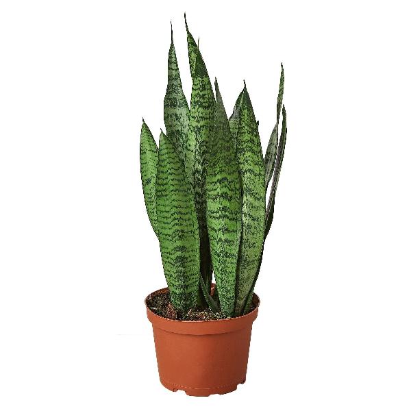 Snake Plant 'Zeylanica' - 6" Pot (Nursery Pot Only) product image