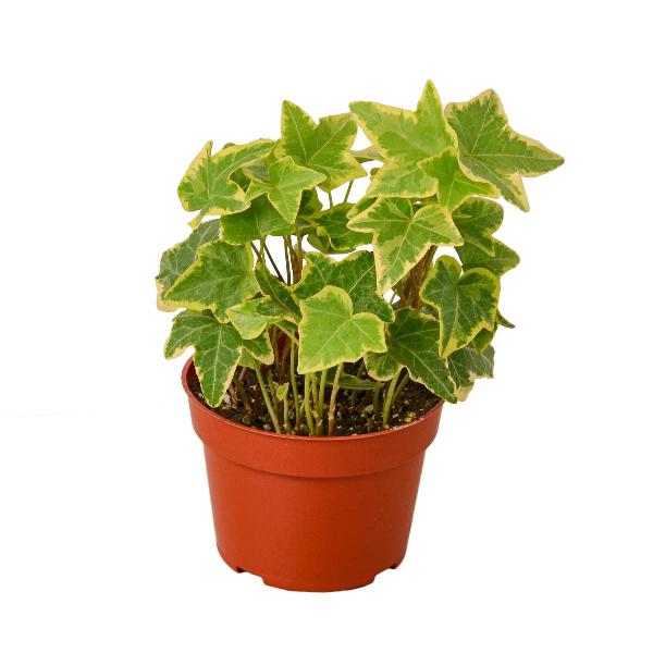 English Ivy 'Gold Child' - 3" Pot product image