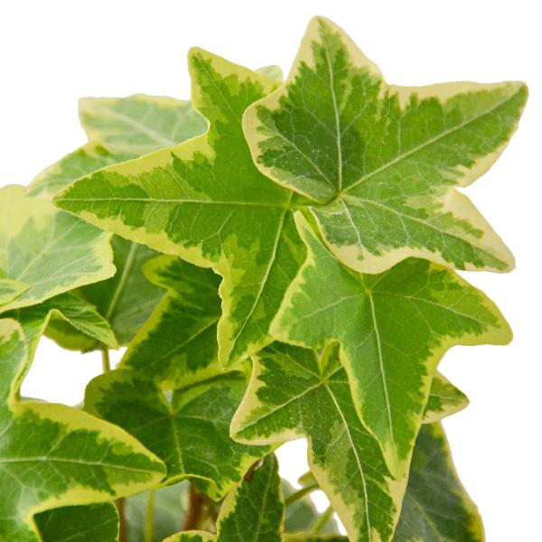 English Ivy 'Gold Child' - 4" Pot product image