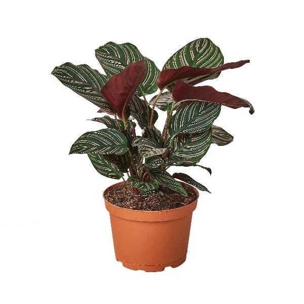Calathea 'Ornata' - 6" Pot (Nursery Pot Only) product image
