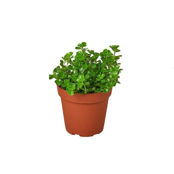 Nettle 'Baby's Tears' - 3" Pot product image