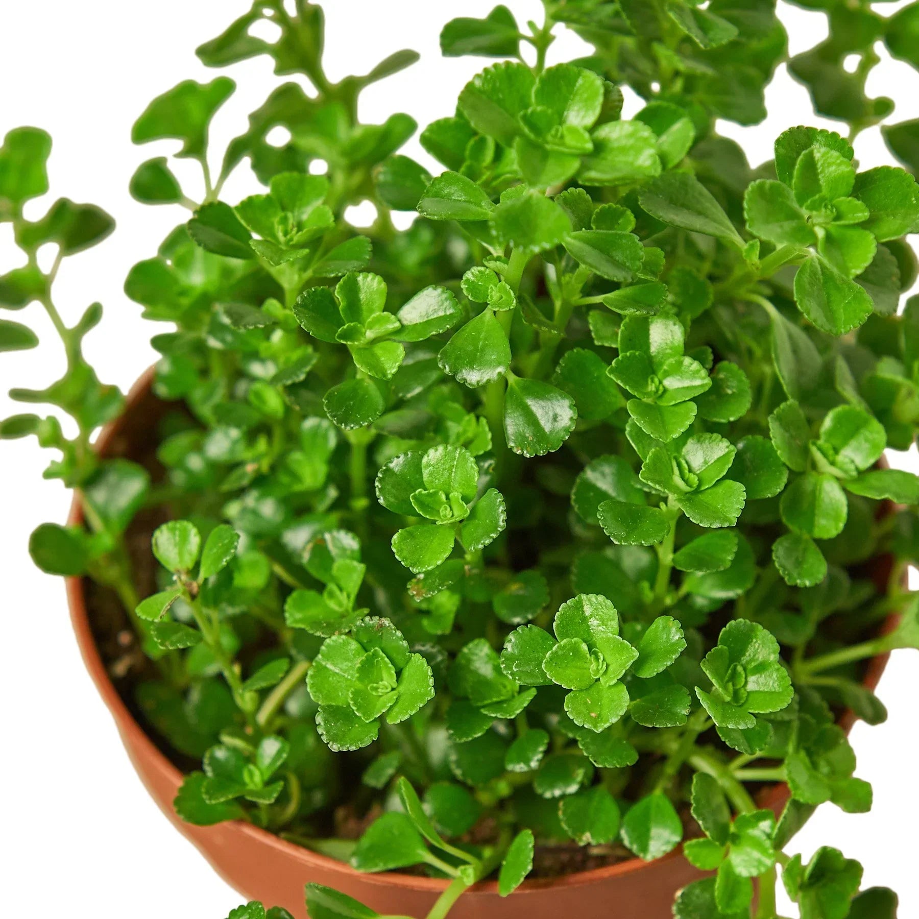 Nettle 'Baby's Tears' - 4" Pot product image